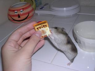 kinako061116 きなこもち５