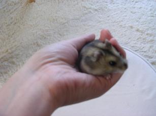 kinako061121 てのり