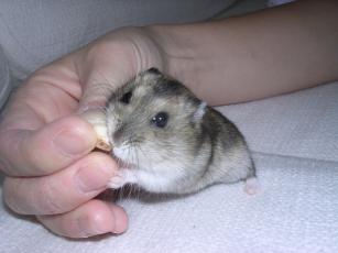 kinako061118 そふぁー２