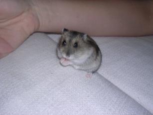 kinako061118 そふぁー３