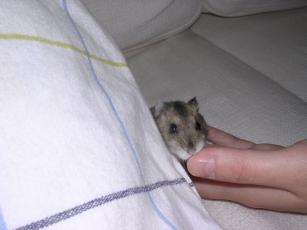 kinako061118 そふぁー５