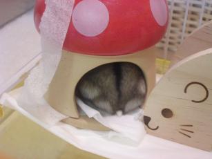 kinako061122 ぶろこ３