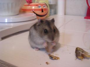 kinako071127 さかな２