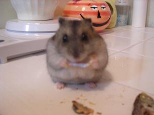 kinako061127 さかな３