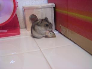 kinako061127 さかな４