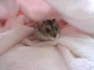 kinako061126 タオル１