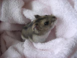 kinako061126 たおる２