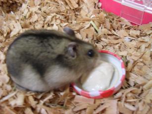 kinako061029 とーふ３