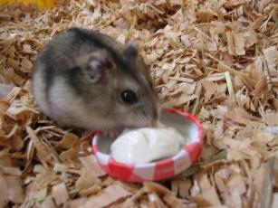 kinako061029 とーふ４