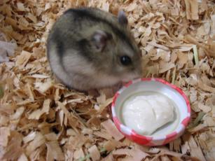 kinako061029 とーふ５