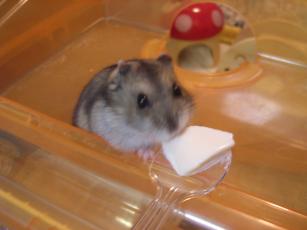 kinako061125 とうふ２