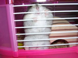 kinako061103 ピンゲージ４