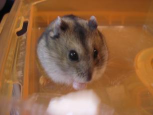 kinako061125 とうふ３