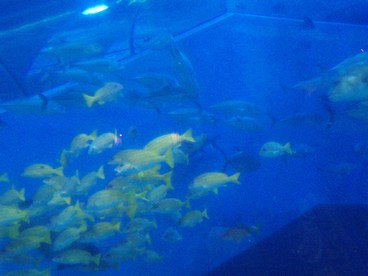 07.08.25 [15]水槽２.jpg