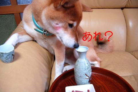 酔いどれ柴犬 005.jpg