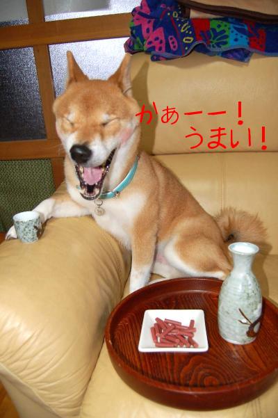 酔いどれ柴犬 004.jpg