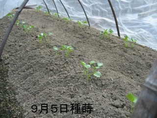 07.9.11大根.jpg