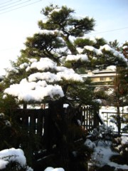 松に雪.jpg