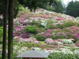 07.5.5三室戸寺ツツジ.jpg