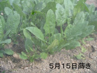 07.6.13ホウレン草.jpg