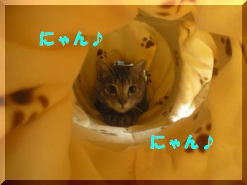 にゃん.jpg