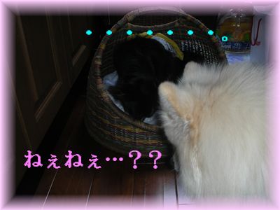 DSCN7303.jpg