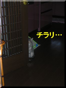家政婦は見た.jpg