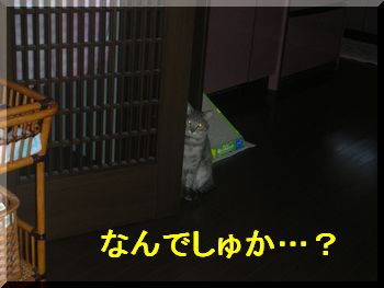 なんでしゅか？.jpg