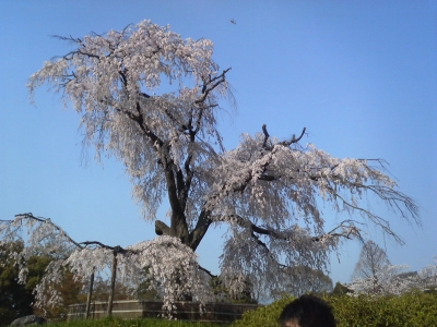 枝垂桜３.jpg