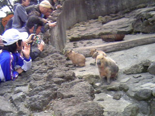 カピバラさん