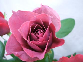 velvet rose.jpg