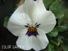 ビオラベビーフェイス