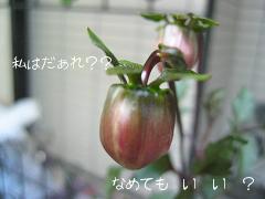 蕾