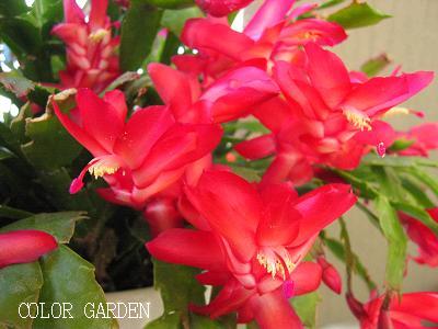 シャコバサボテン