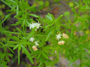 観葉植物アスパラガスの花