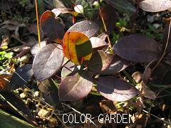 チェッカーベリーの葉