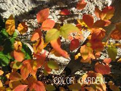 一月にまだ残る秋色