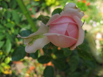 ホーム＆ガーデン