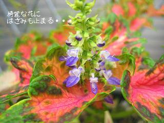 コリウスの花