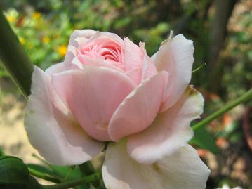 ホーム＆ガーデン