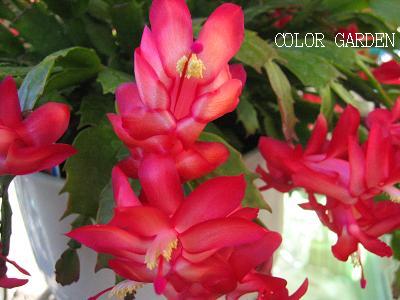 シャコバサボテン