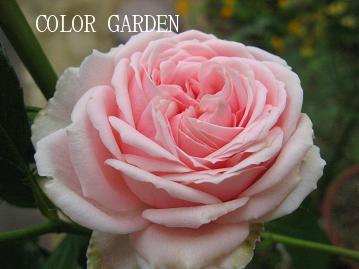 ホーム＆ガーデン