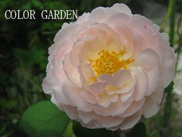 ウィンチェスターキャシードラル