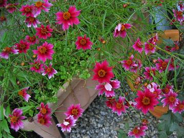 放置してたプランターから