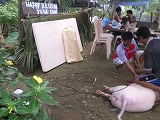 pig4.jpg