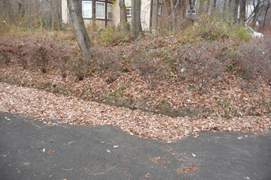 側溝が埋まって見えません＾＾；