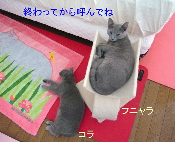 呼んでね