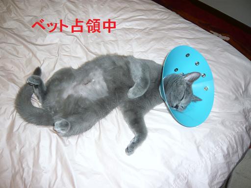 コラ