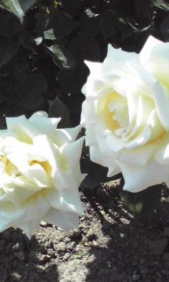 whiteroses.jpg