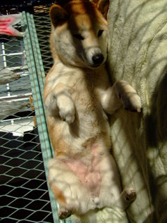 2009_0127yukiminnnn0018.JPG